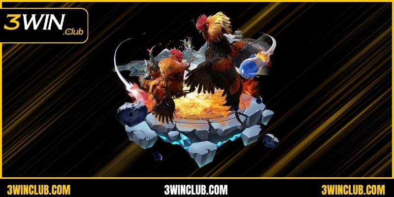 3 nguyên nhân hội viên nên áp dụng kinh nghiệm chơi đá gà