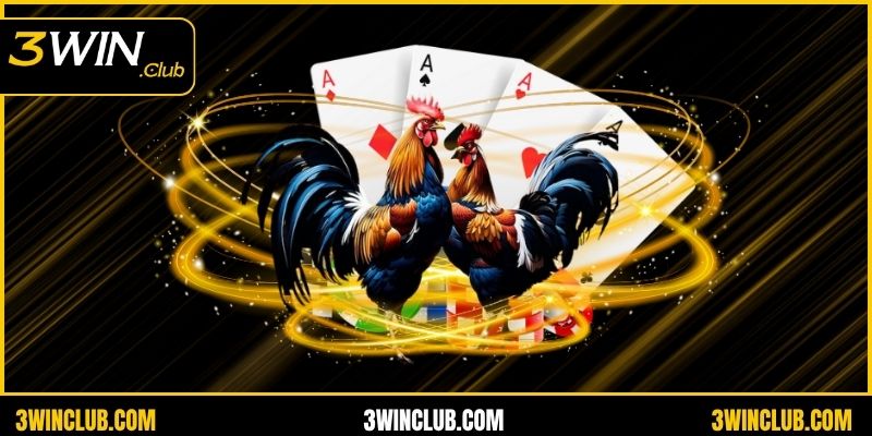 4 quy tắc cơ bản trong đá gà Thomo cần nắm