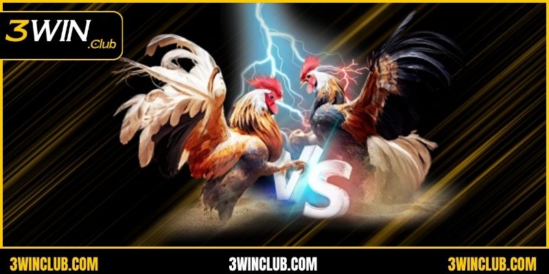 6 kinh nghiệm chơi đá gà hiệu quả được chuyên gia chia sẻ