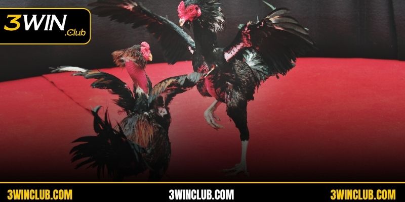 Các đấu trường nổi tiếng và uy tín hàng đầu