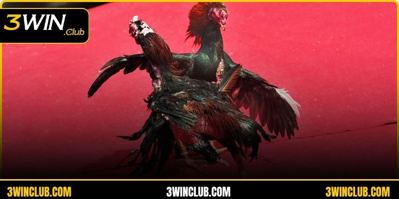 Đá gà cựa sắt môn đối kháng hấp dẫn