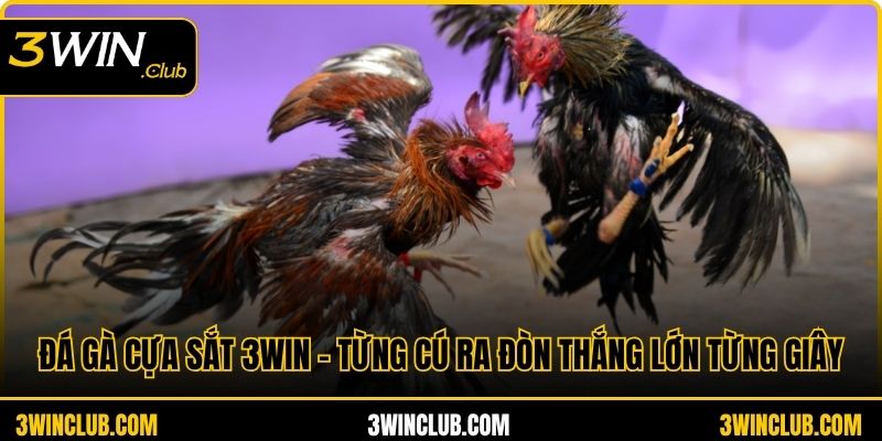 Đá Gà Cựa Sắt 3WIN – Từng Cú Ra Đòn Thắng Lớn Từng Giây