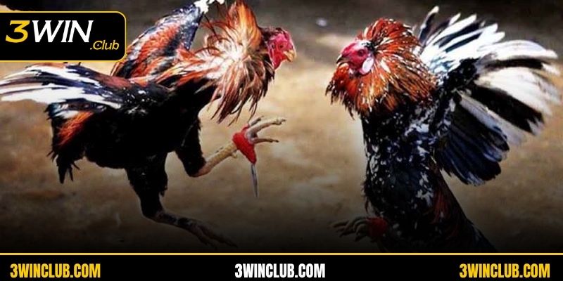 Điểm danh hình thức đấu kê online nhận được sự yêu thích