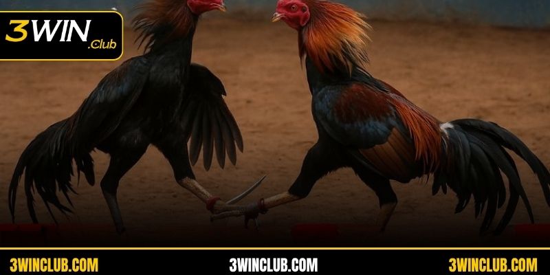 Những chiến kê hàng đầu làm nên tên tuổi trên đấu trường