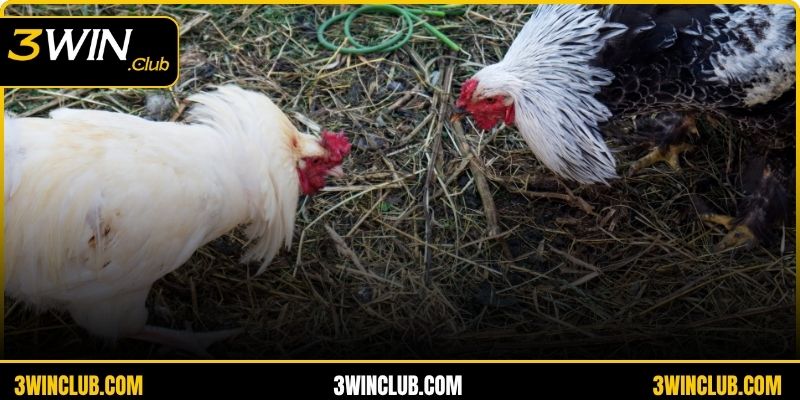 Những sảnh thi đấu đẳng cấp và đáng tin cậy nhất