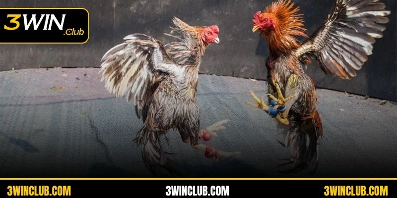 Sơ lược thông tin về chuyên mục giải trí đá gà 3WIN