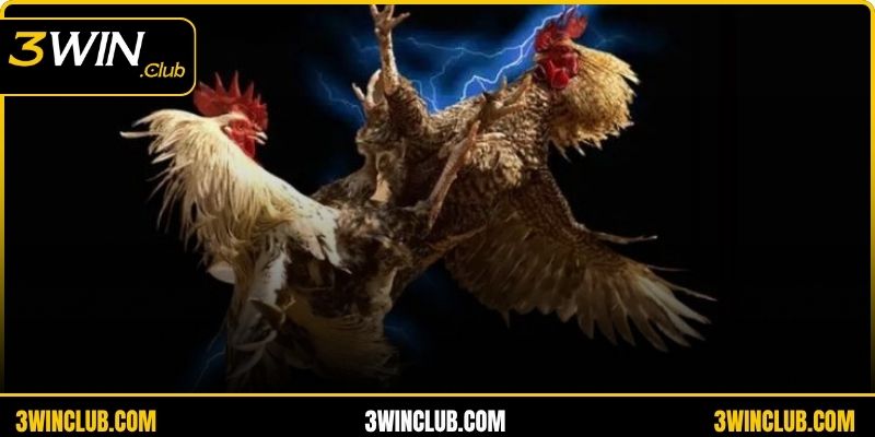 Tổng quan về đá gà cựa dao dành cho bạn đọc